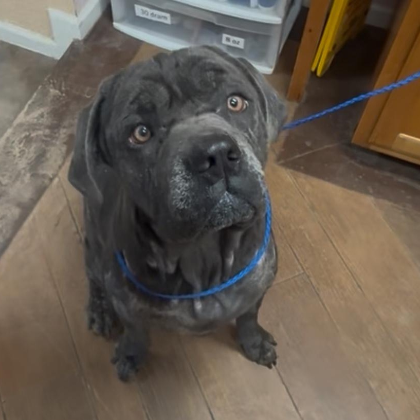 Enlarge Juice, a Adoptable Cane Corso in Conway, SC image 2/6