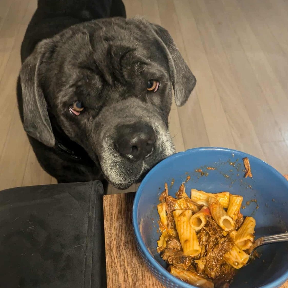 Enlarge Juice, a Adoptable Cane Corso in Conway, SC image 6/6
