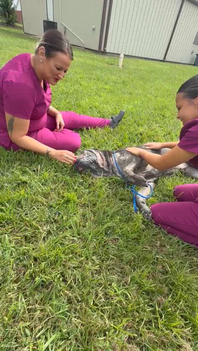 Enlarge Juice, a Adoptable Cane Corso in Conway, SC video 4/6