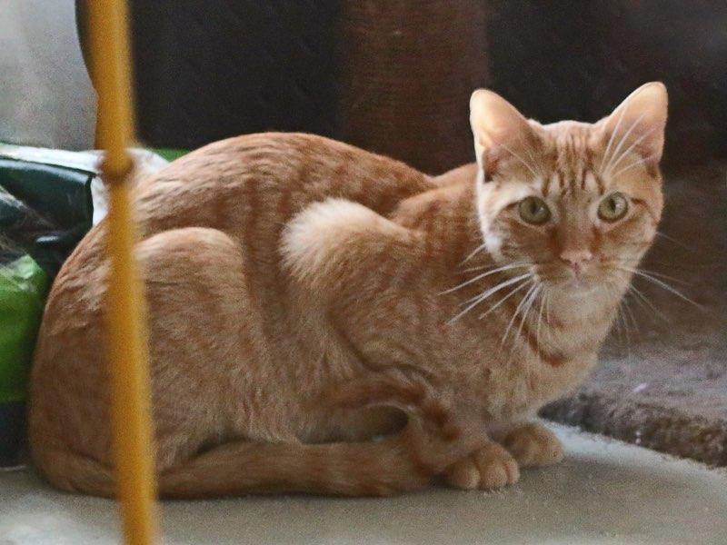 Mason, Young Male unknown