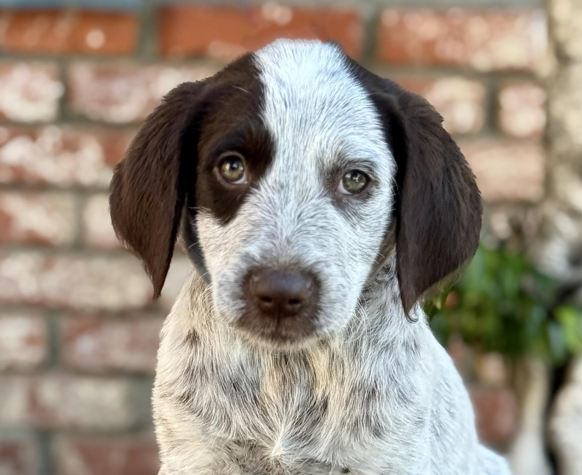Enlarge Mojito, a Adoptable mixed breed in Van Nuys, CA image 2/4
