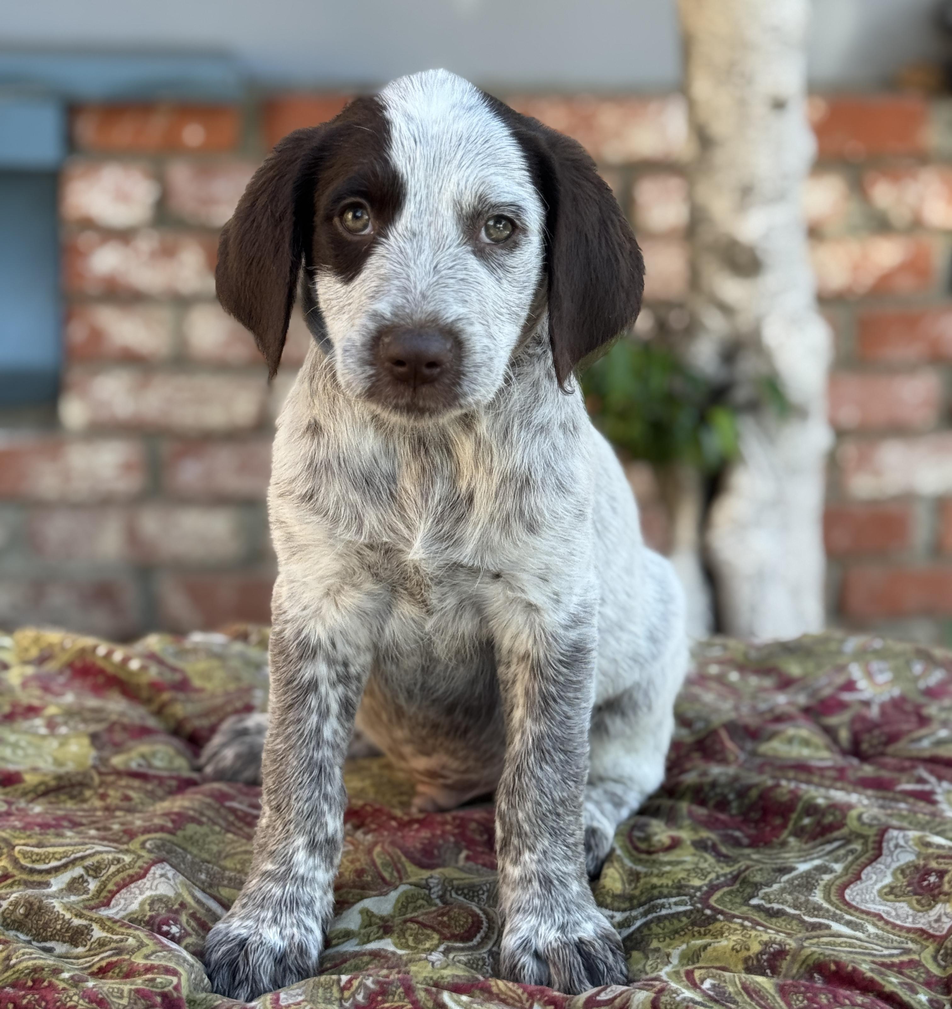 Mojito, Adoptable, Puppy Male Australian Cattle Dog / Blue Heeler & Goldendoodle.