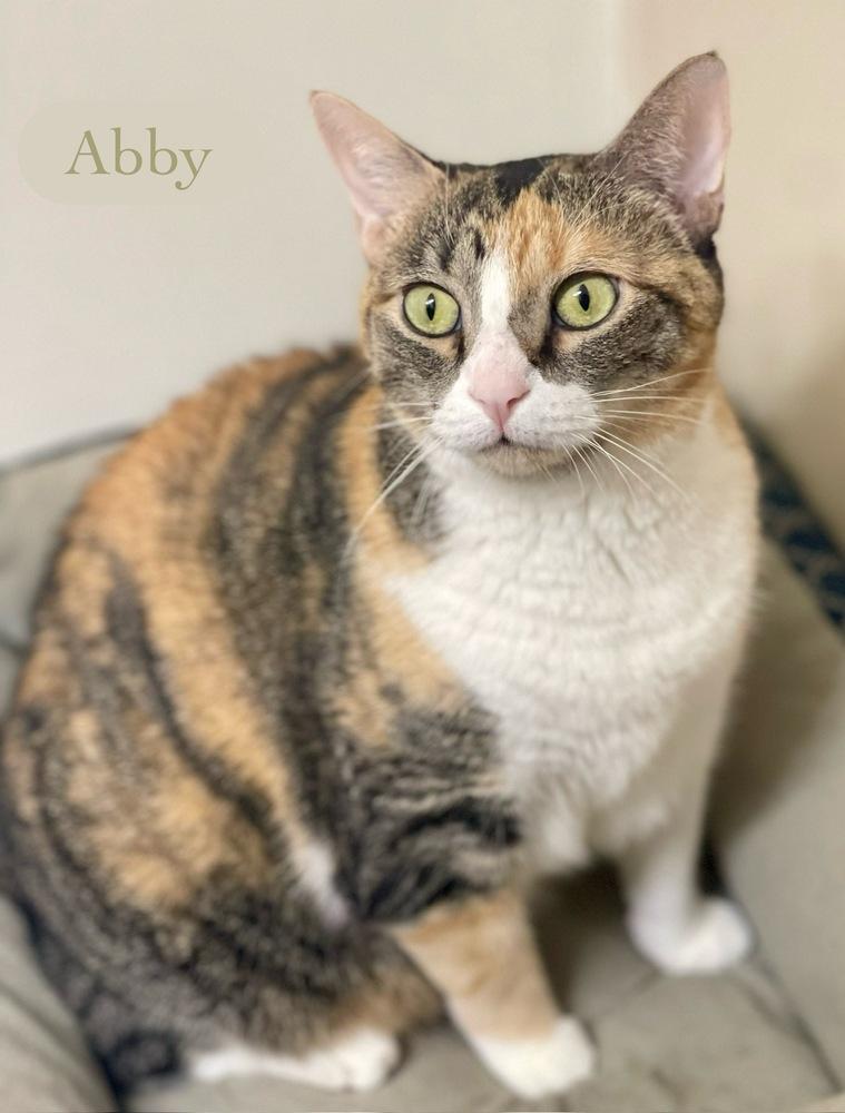 Abby, Adoptable, Adult Female Calico.