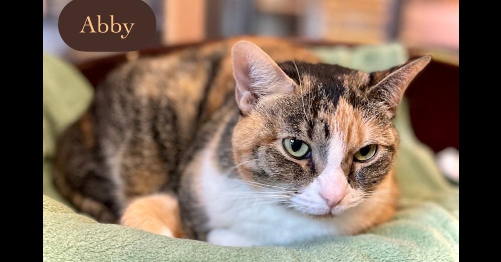 Enlarge Abby, a Adoptable Calico in Chalfont, PA image 3/6