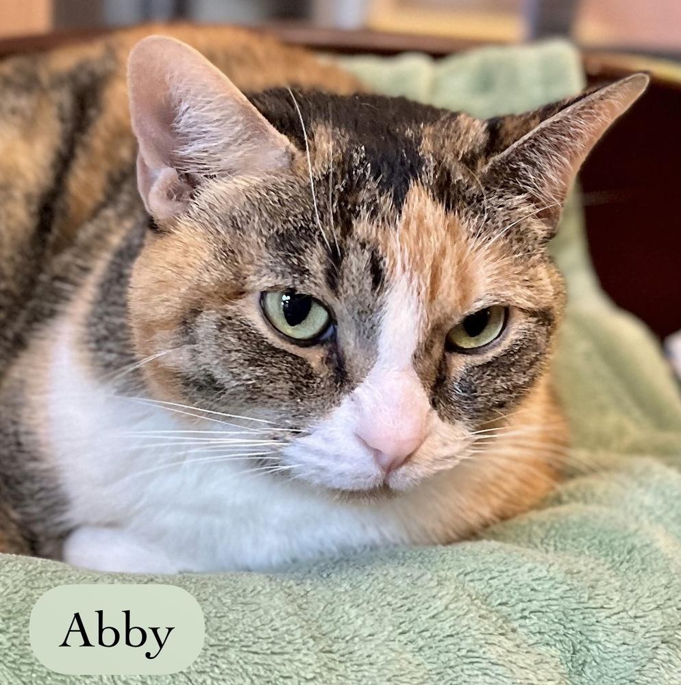 Enlarge Abby, a Adoptable Calico in Chalfont, PA image 4/6