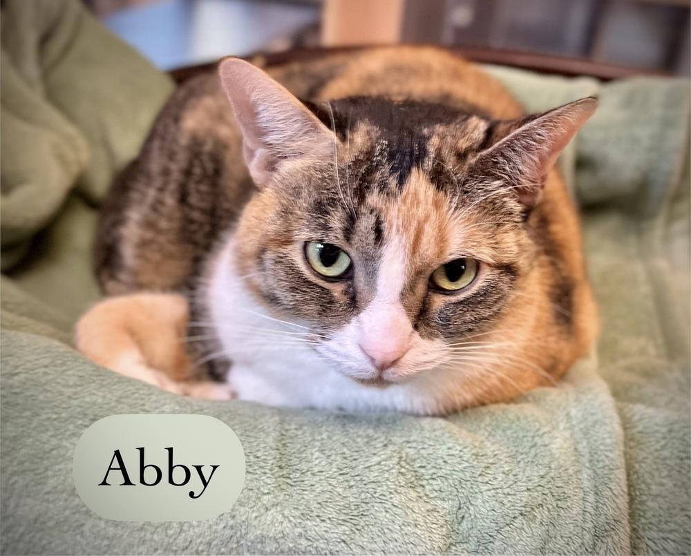 Enlarge Abby, a Adoptable Calico in Chalfont, PA image 5/6