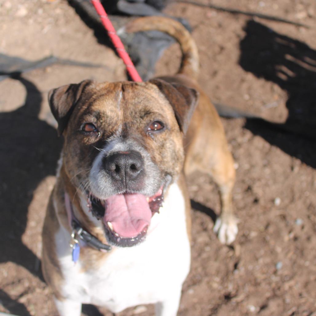 Pei, Adoptable, Adult Female Shar-Pei & Mixed Breed.