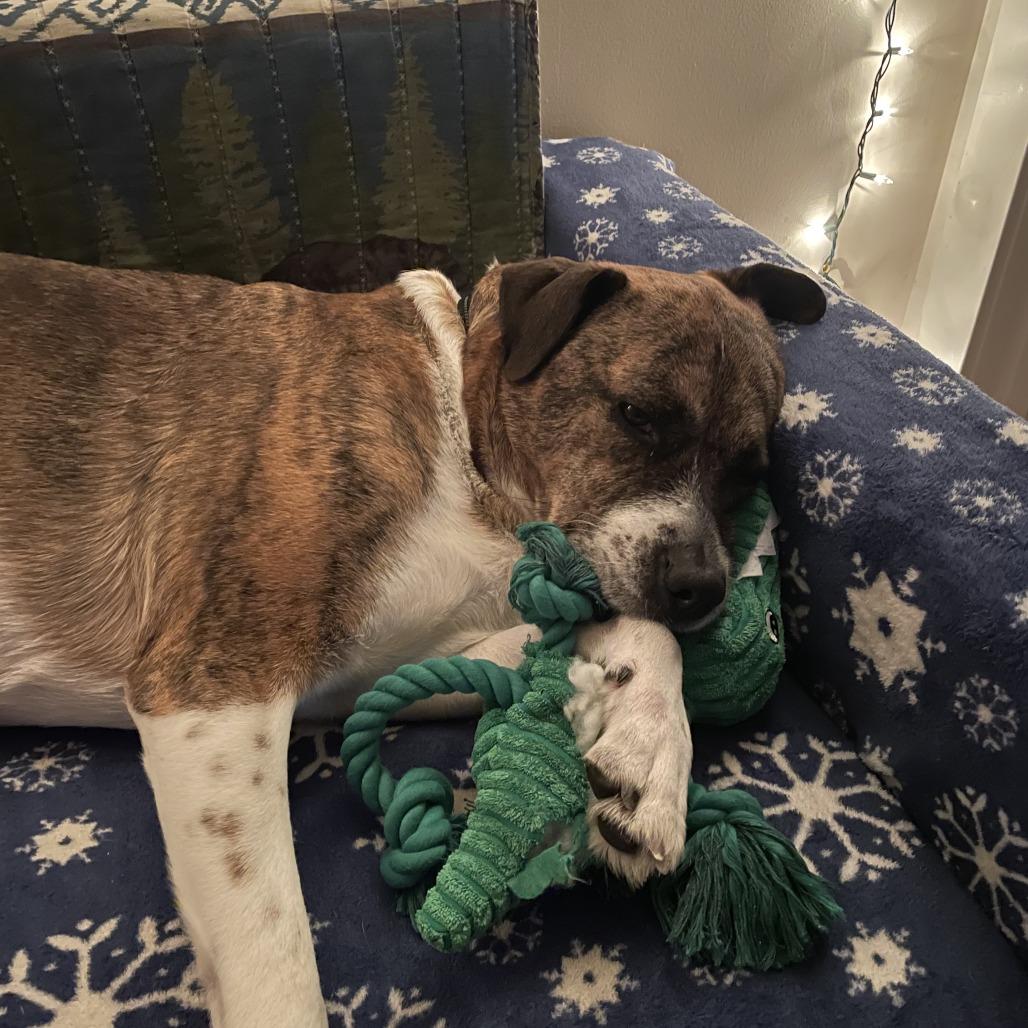 Enlarge Pei, a Adoptable mixed breed in Murray, UT image 1/6