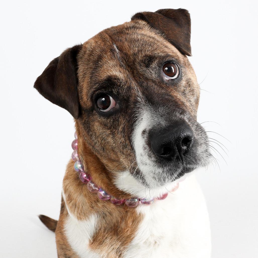 Enlarge Pei, a Adoptable mixed breed in Murray, UT image 2/6