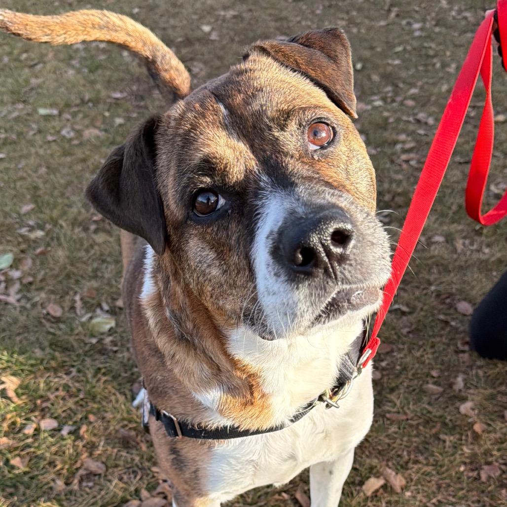 Enlarge Pei, a Adoptable mixed breed in Murray, UT image 3/6