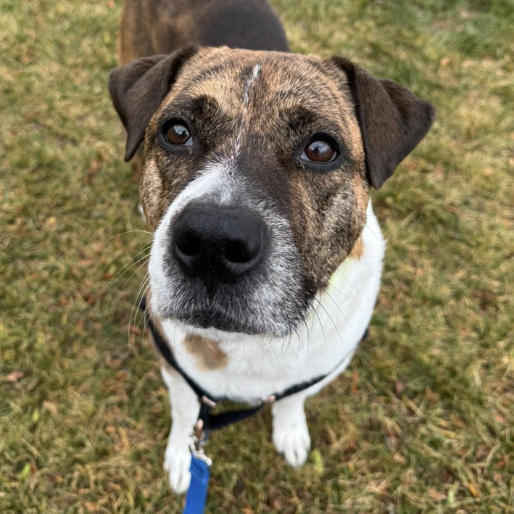 Enlarge Pei, a Adoptable mixed breed in Murray, UT image 4/6