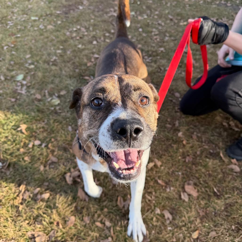Enlarge Pei, a Adoptable mixed breed in Murray, UT image 5/6