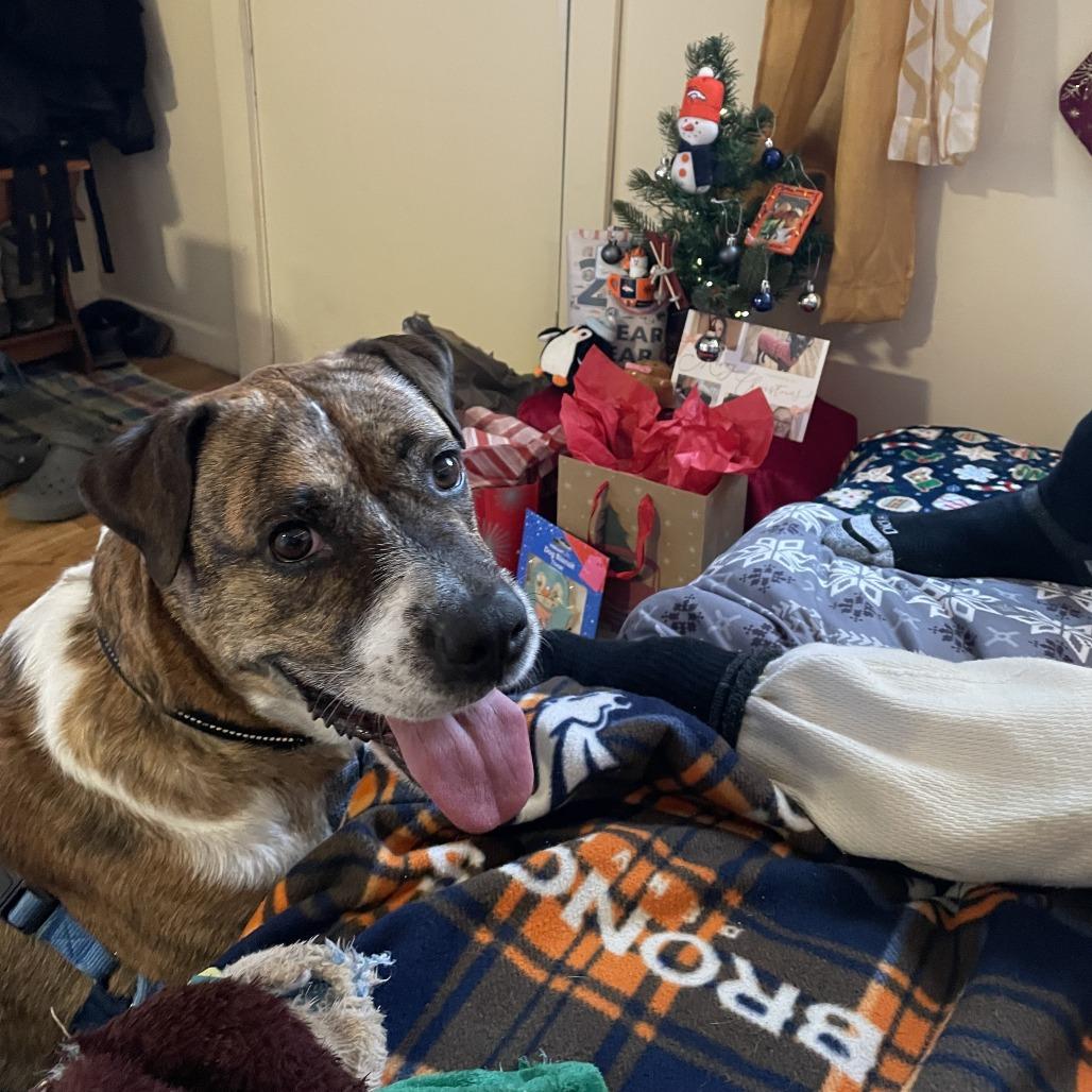 Enlarge Pei, a Adoptable mixed breed in Murray, UT image 6/6