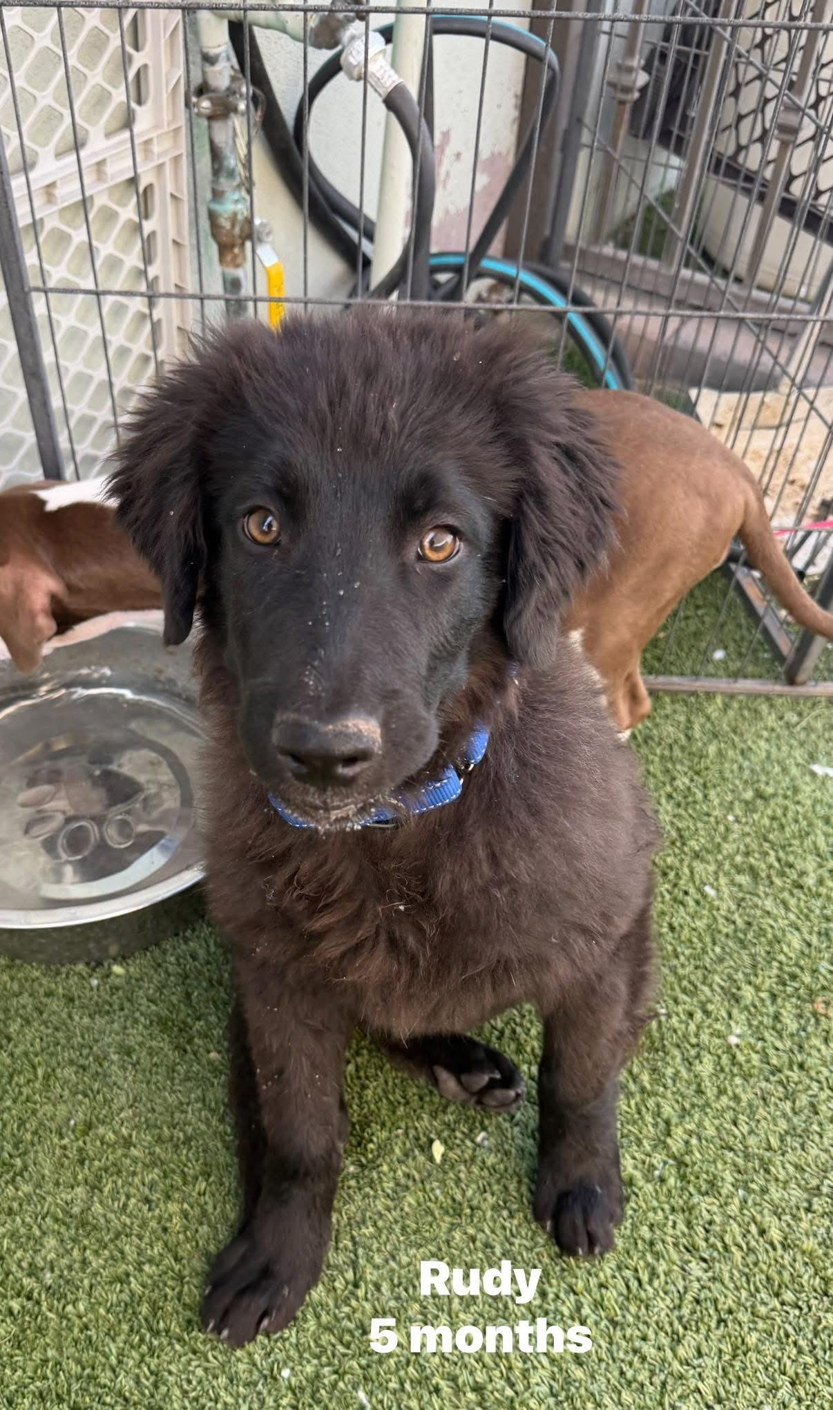 Rudy, Adopted, Puppy Male Flat-Coated Retriever & Labrador Retriever.