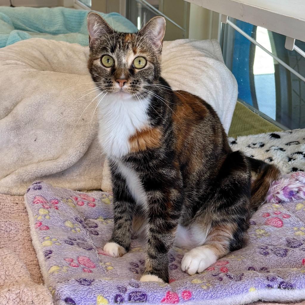 Smoochie, Adopted, Young Female Torbie.