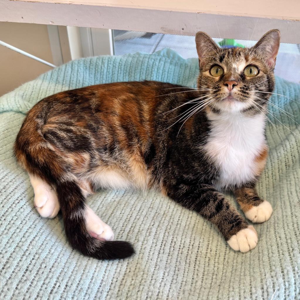 Smoochie, a Adopted mixed breed in Cambria, CA image 5/6