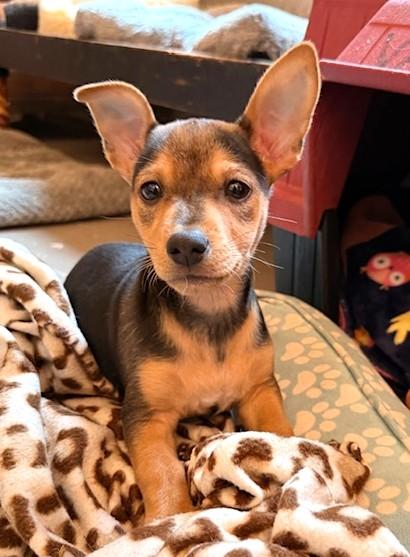 Enlarge Lucy, a Adopted mixed breed in Santa Rosa, CA image 2/5