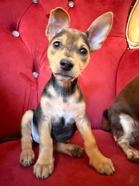 Enlarge Lucy, a Adopted mixed breed in Santa Rosa, CA image 3/5