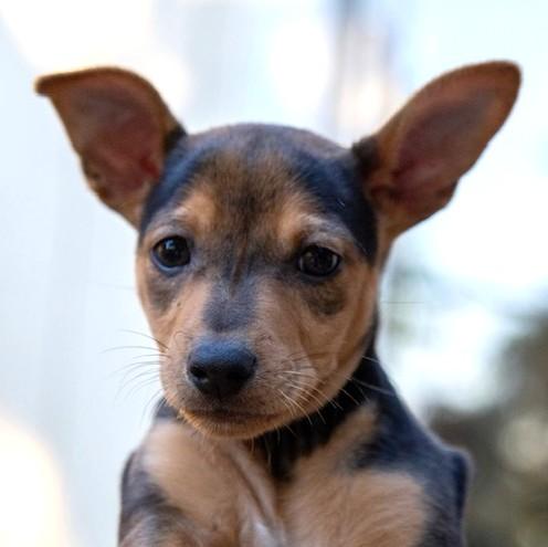 Enlarge Lucy, a Adopted mixed breed in Santa Rosa, CA image 4/5