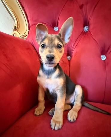 Lucy, Adopted, Puppy Female Shepherd.