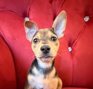 Enlarge Lucy, a Adopted mixed breed in Santa Rosa, CA image 5/5