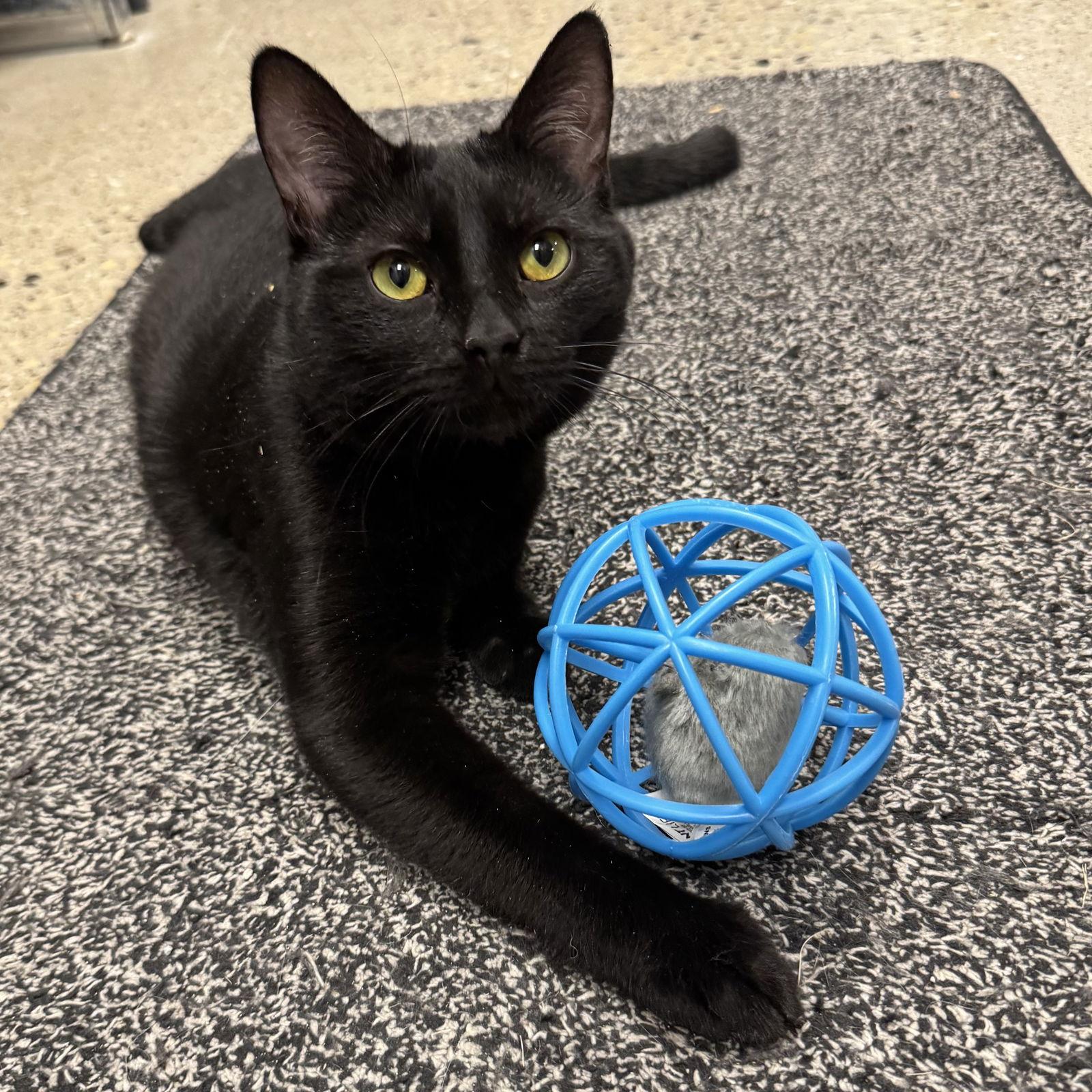 Charlie, Adoptable, Adult Male Domestic Short Hair.