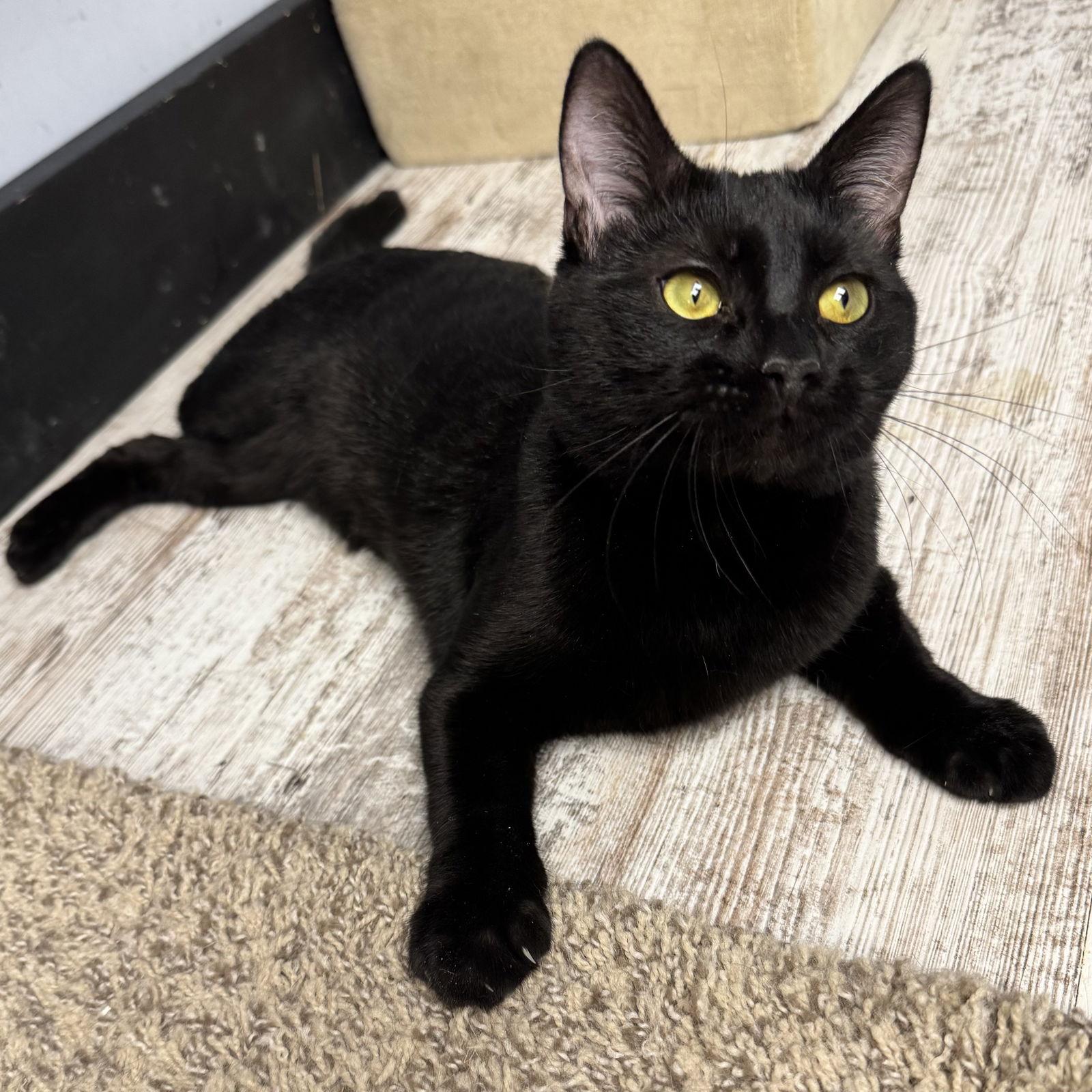 Enlarge Charlie, a Adoptable Domestic Short Hair in Hanover Park, IL image 2/3