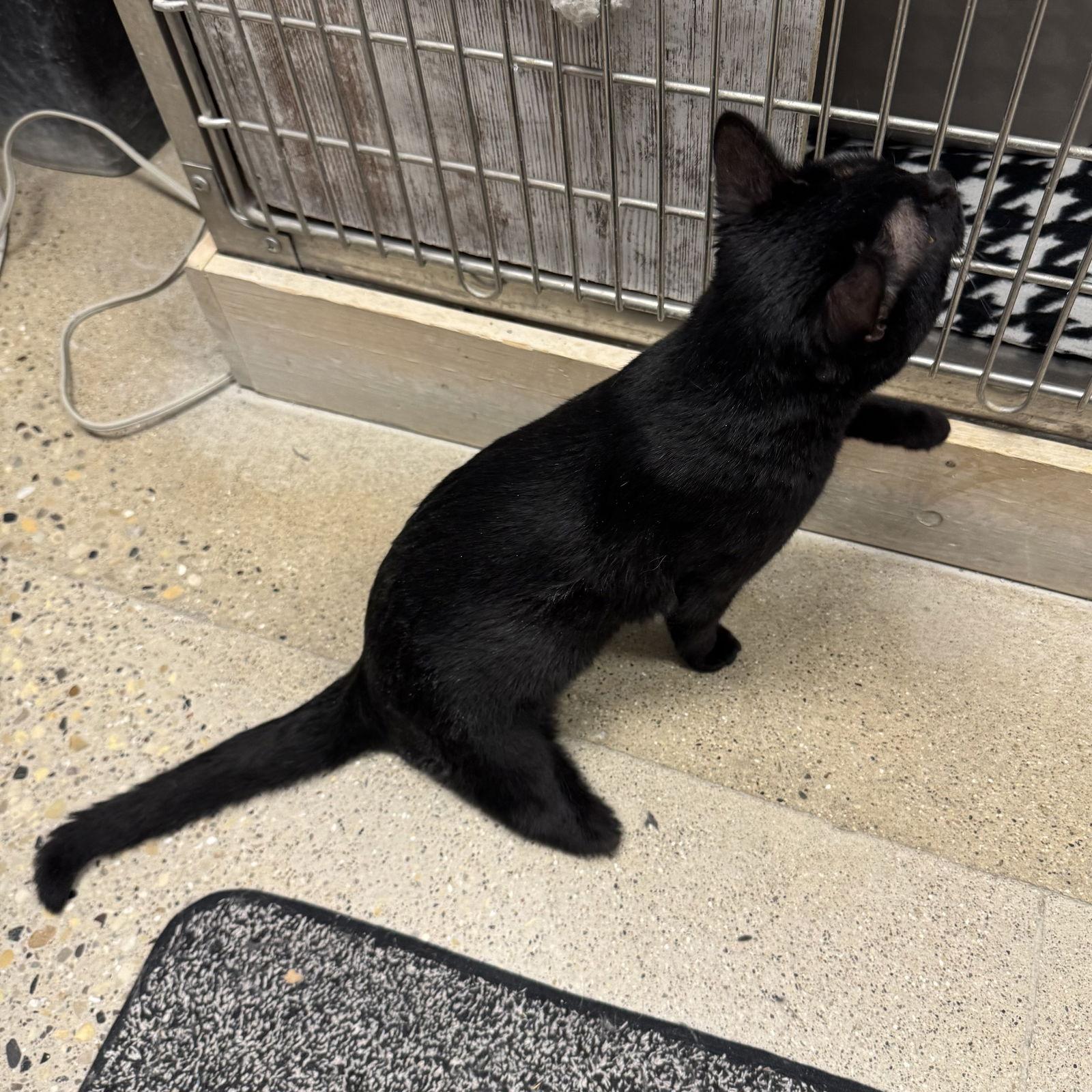 Enlarge Charlie, a Adoptable Domestic Short Hair in Hanover Park, IL image 3/3