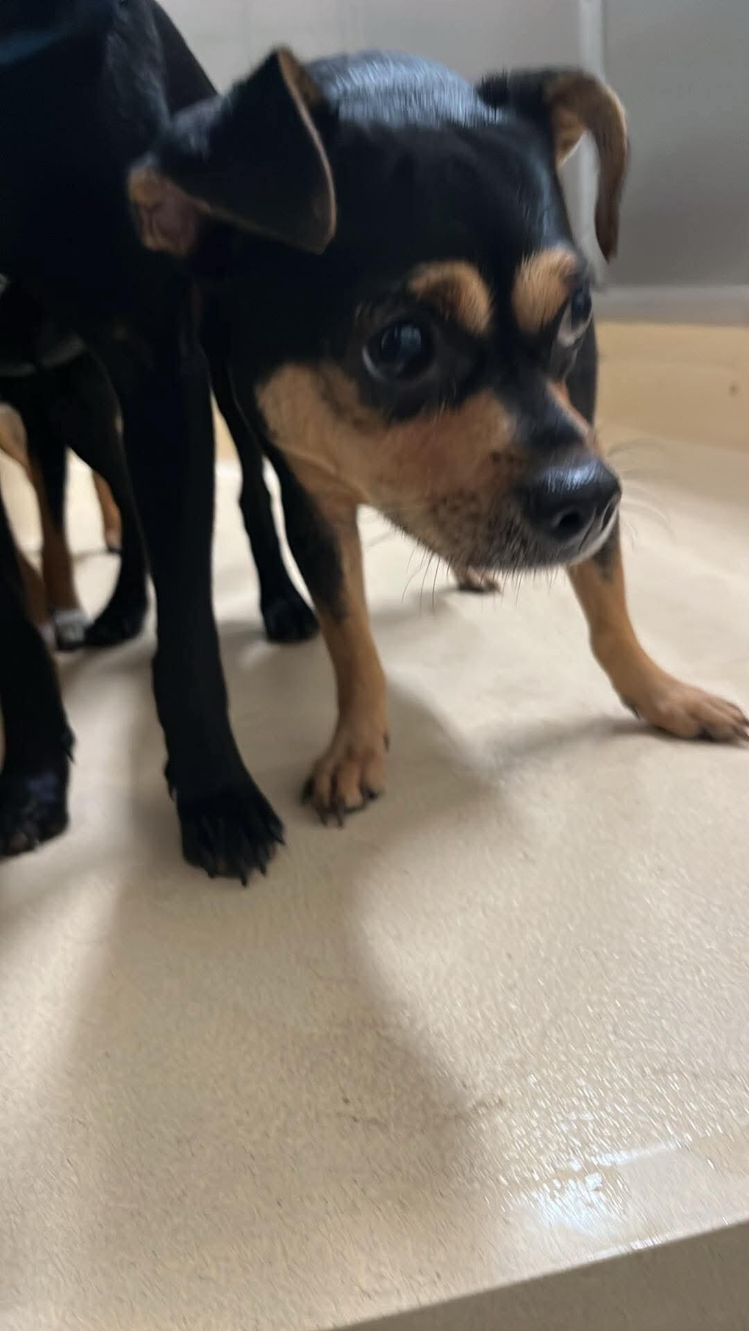KEN, Adoptable, Adult Male Chihuahua & Doberman Pinscher.