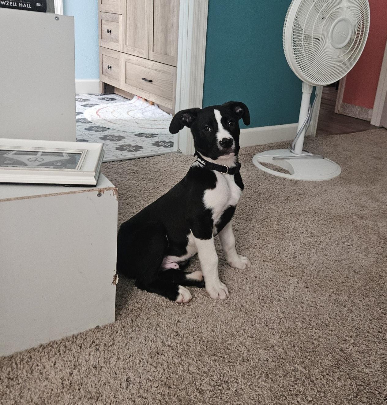 Enlarge Neon Alley, a ADOPTABLE mixed breed in Oviedo, FL image 2/2