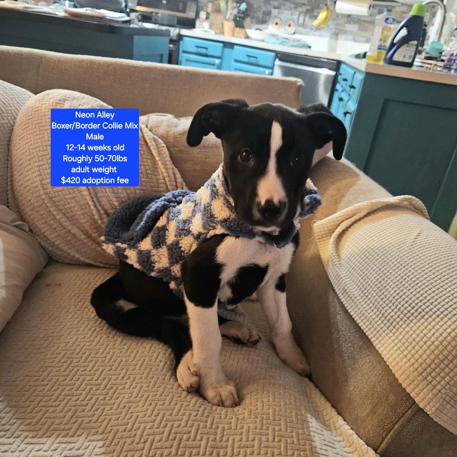 Enlarge Neon Alley, a ADOPTABLE mixed breed in Oviedo, FL image 1/2