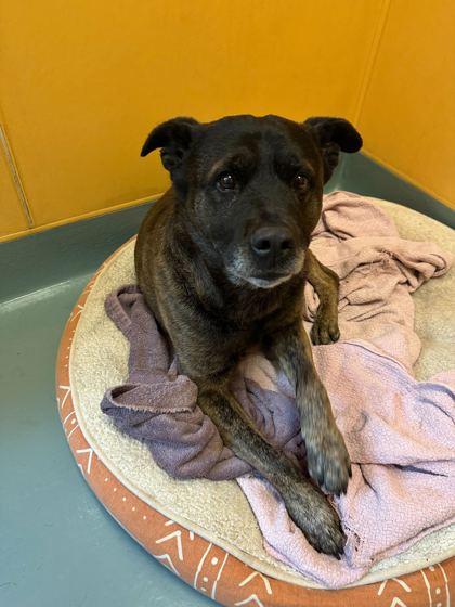 Mugzy — thumbnail 2