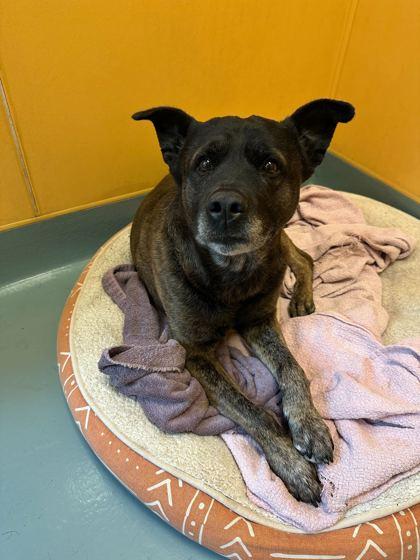 Mugzy — thumbnail 3