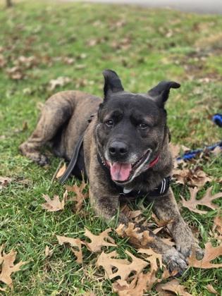 Mugzy — thumbnail 4