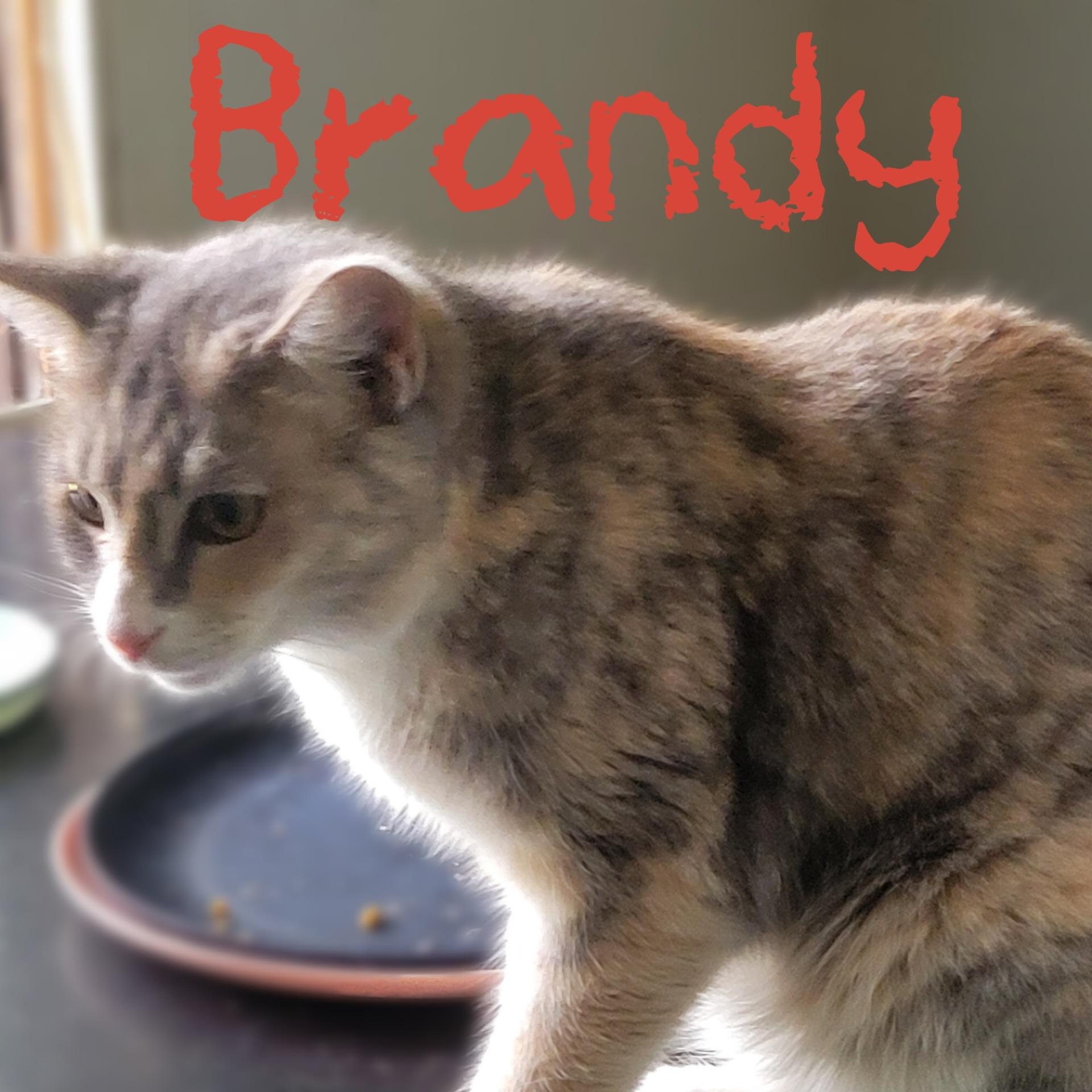 Enlarge Brandy, a Adoptable mixed breed in Morganton, NC image 2/2