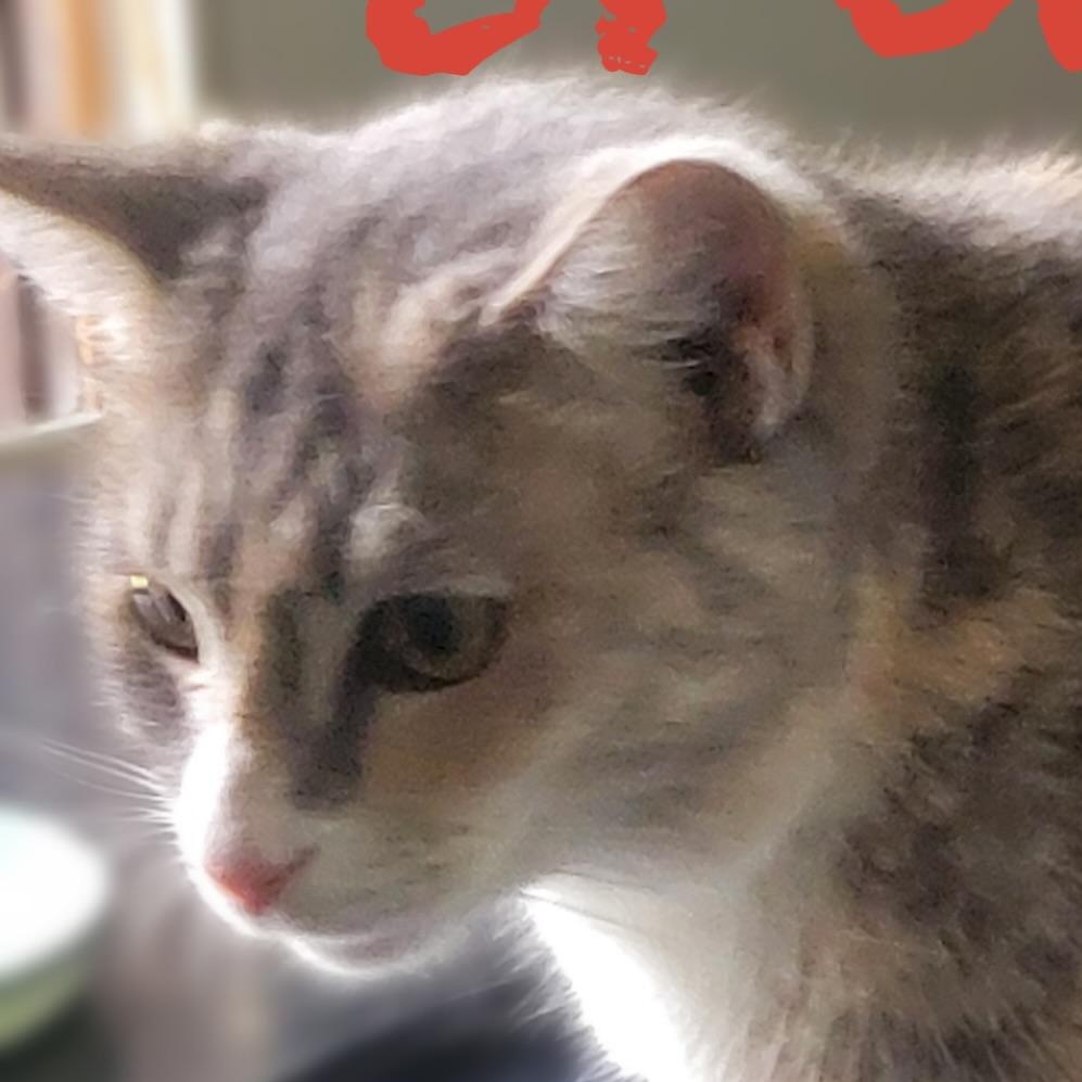 Enlarge Brandy, a Adoptable mixed breed in Morganton, NC image 1/2