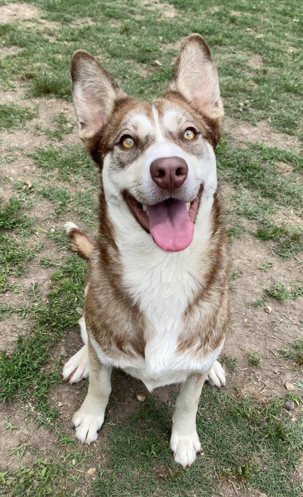 Moulder, Adoptable, Puppy Male Husky.