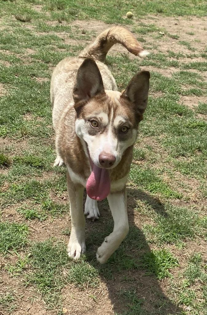 Enlarge Moulder, a Adoptable Husky in Little Rock, AR image 2/4
