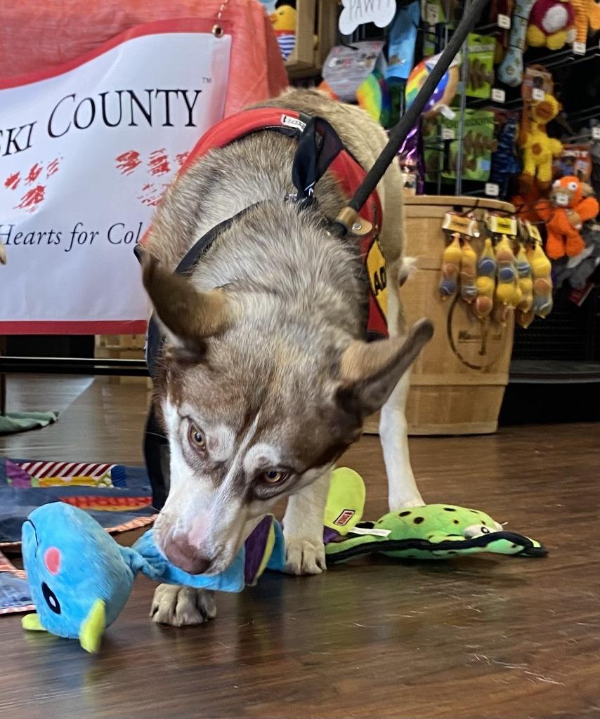 Enlarge Moulder, a Adoptable Husky in Little Rock, AR image 3/4