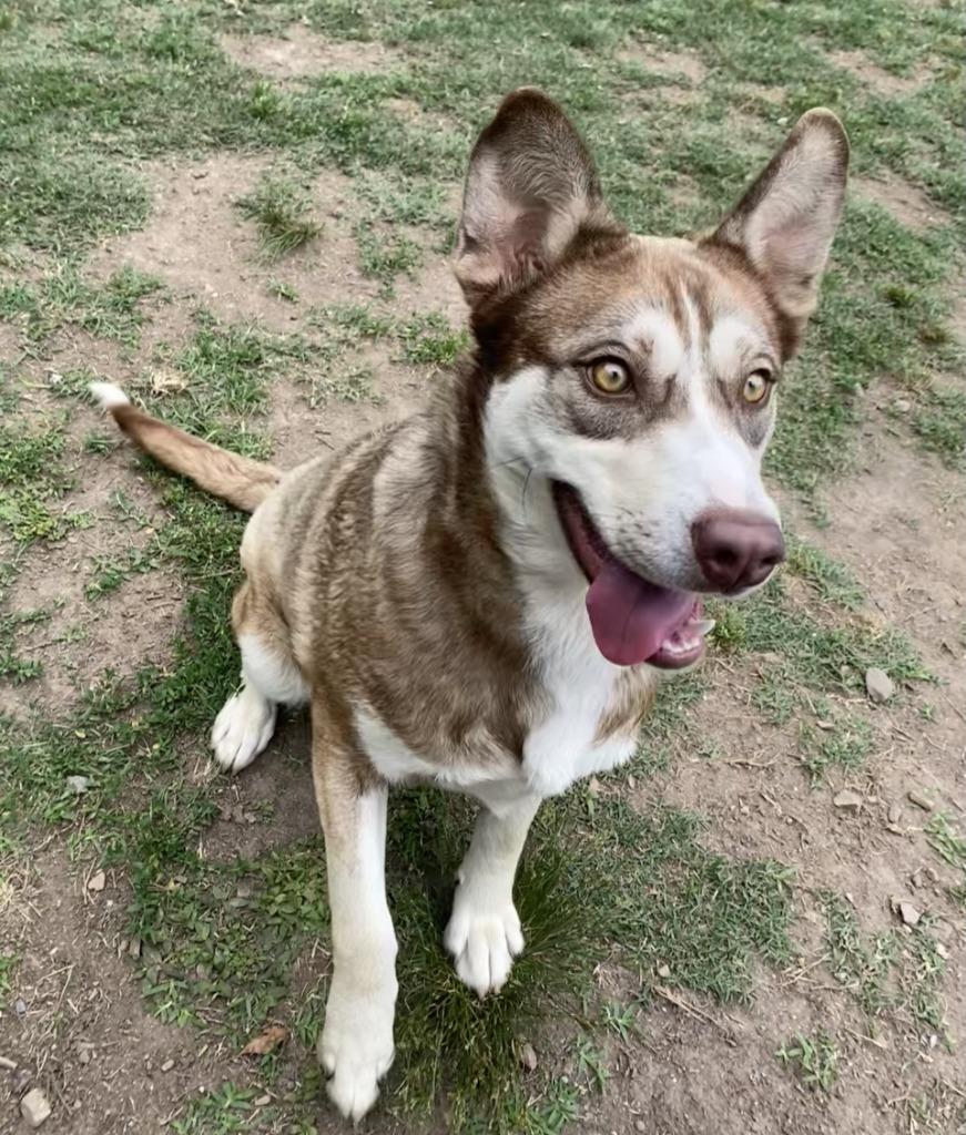 Enlarge Moulder, a Adoptable Husky in Little Rock, AR image 4/4