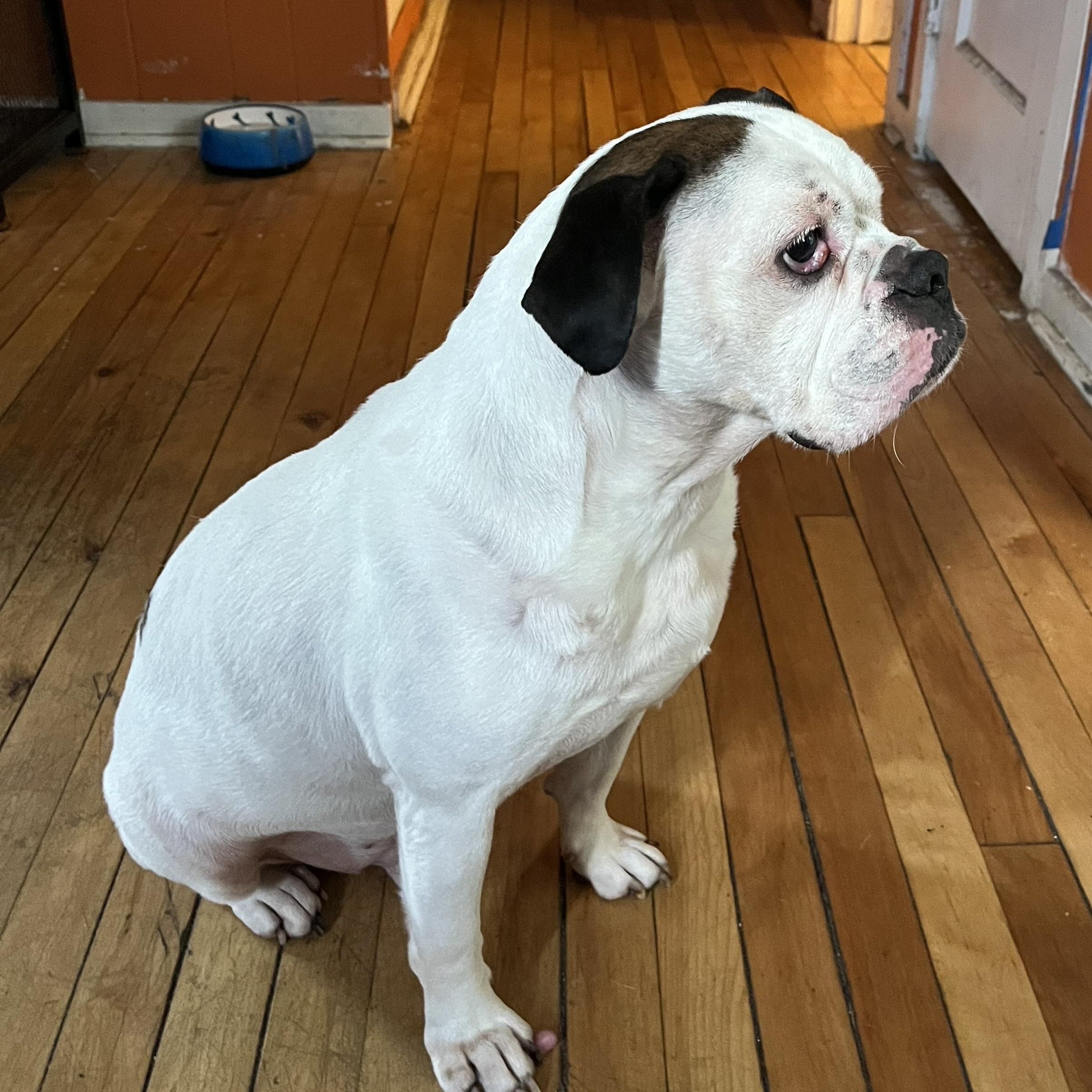 This is KING - Friendly medium bulldog mix - FIXED & HOUSEBROKEN!