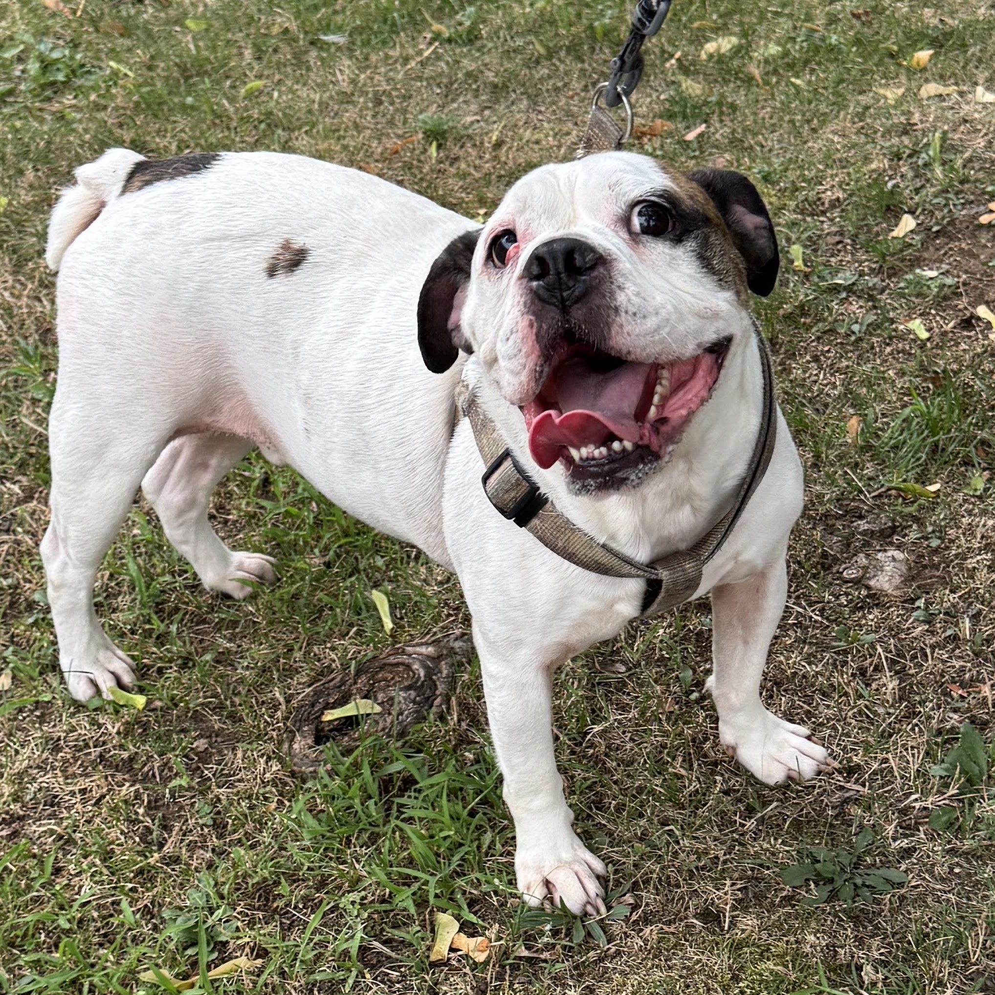 This is KING - Friendly medium bulldog mix - FIXED & HOUSEBROKEN!, Adoptable, Senior Male Bulldog.