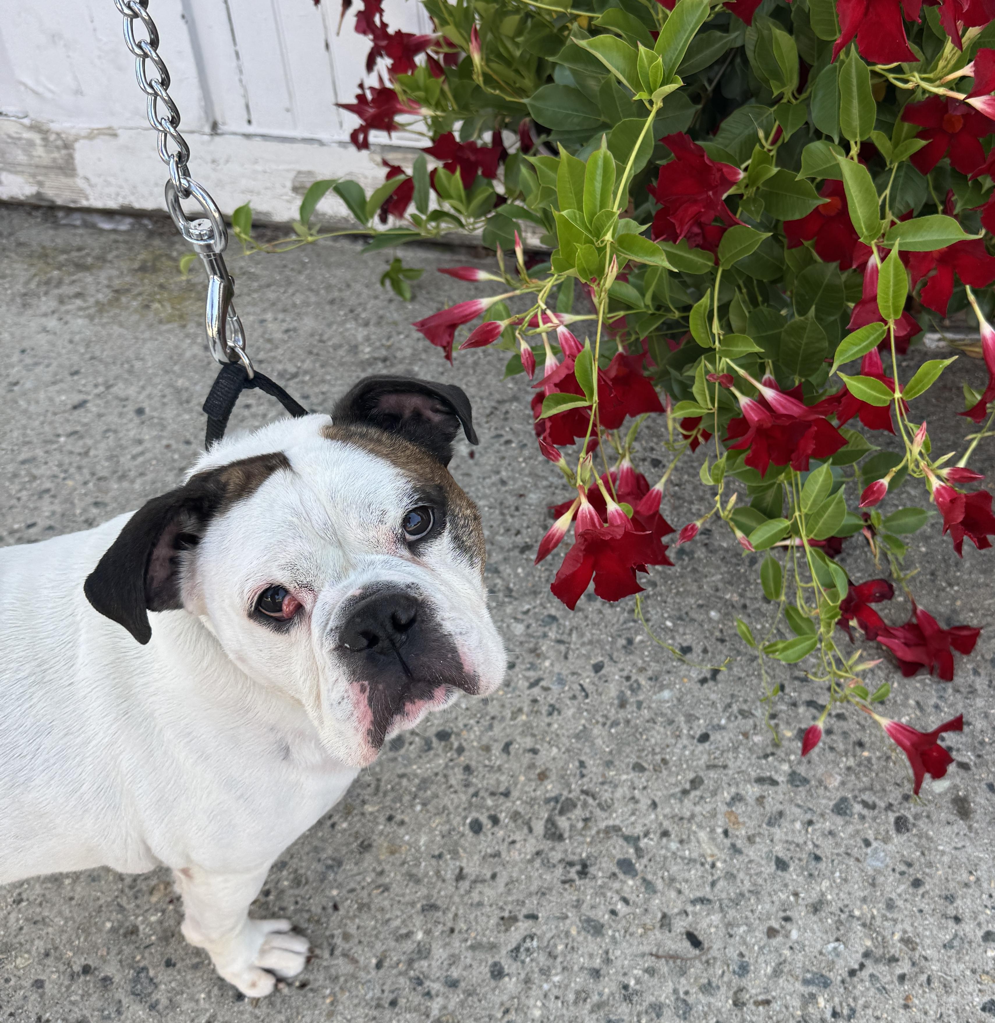 This is KING - Friendly medium bulldog mix - FIXED & HOUSEBROKEN!
