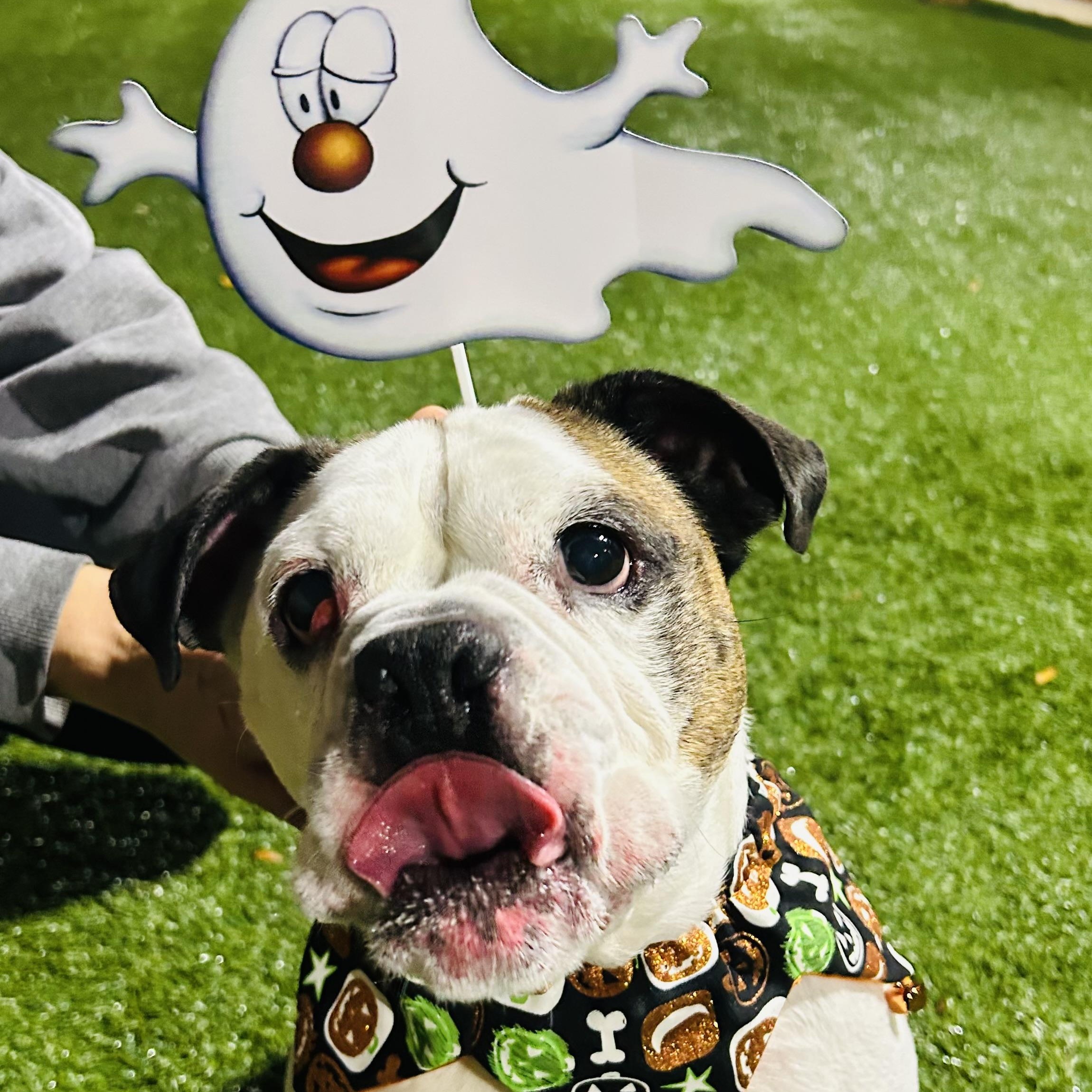 This is KING - Friendly medium bulldog mix - FIXED & HOUSEBROKEN!