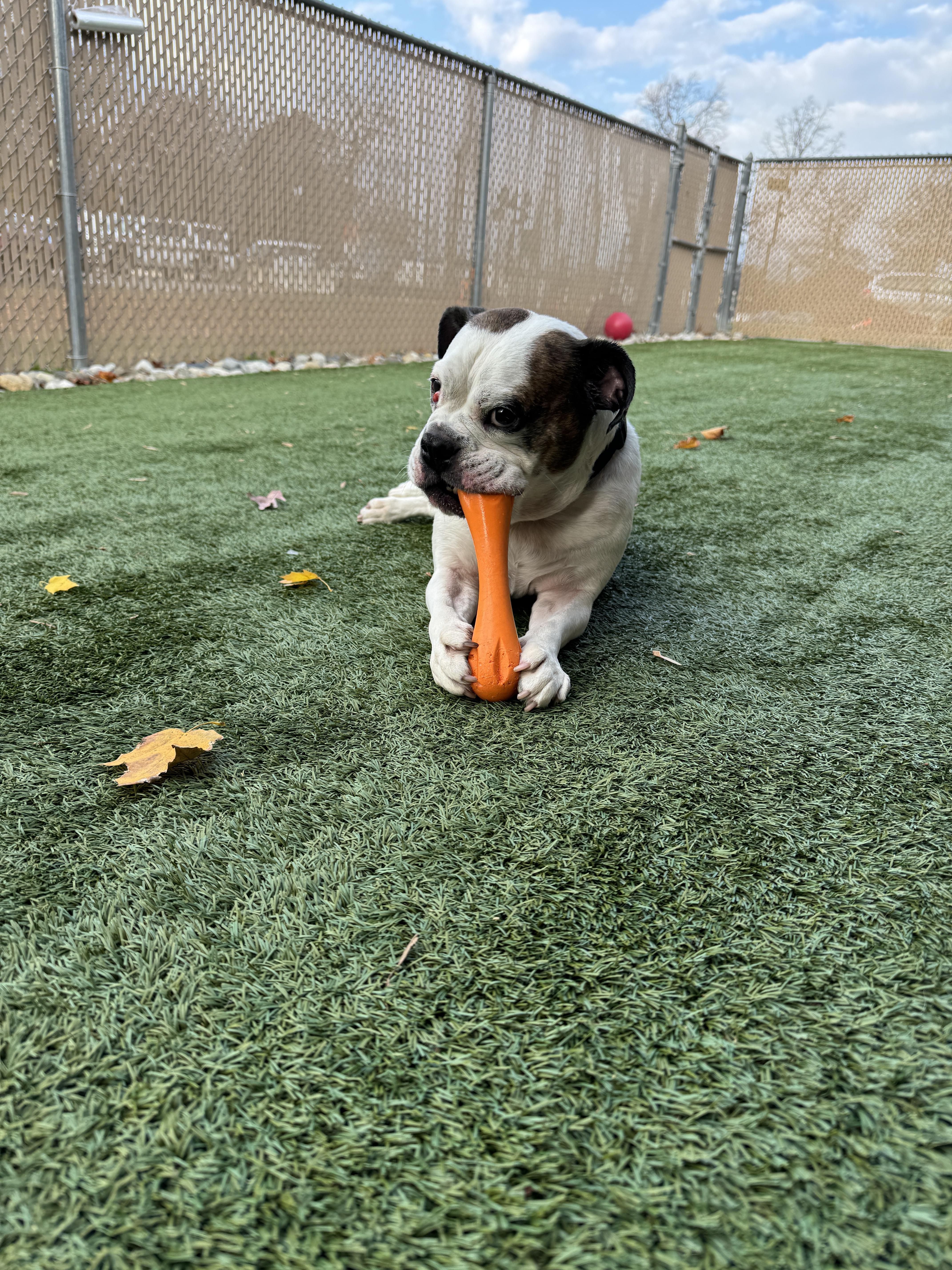 This is KING - Friendly medium bulldog mix - FIXED & HOUSEBROKEN!