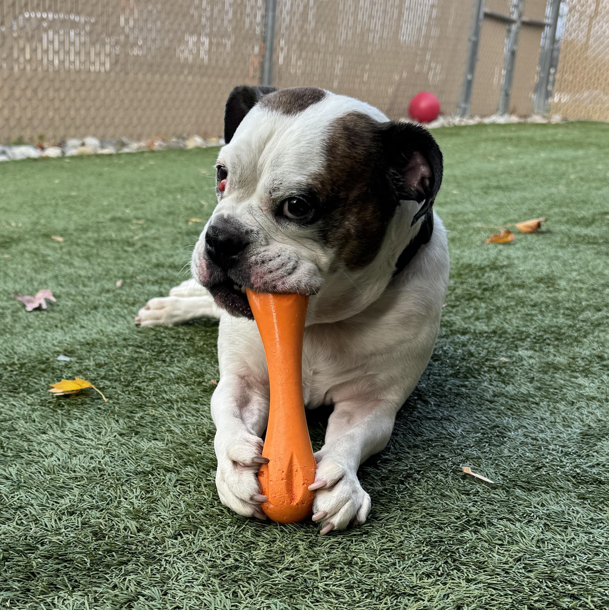 This is KING - Friendly medium bulldog mix - FIXED & HOUSEBROKEN!, a Adoptable mixed breed in Clifton, NJ image 5/6