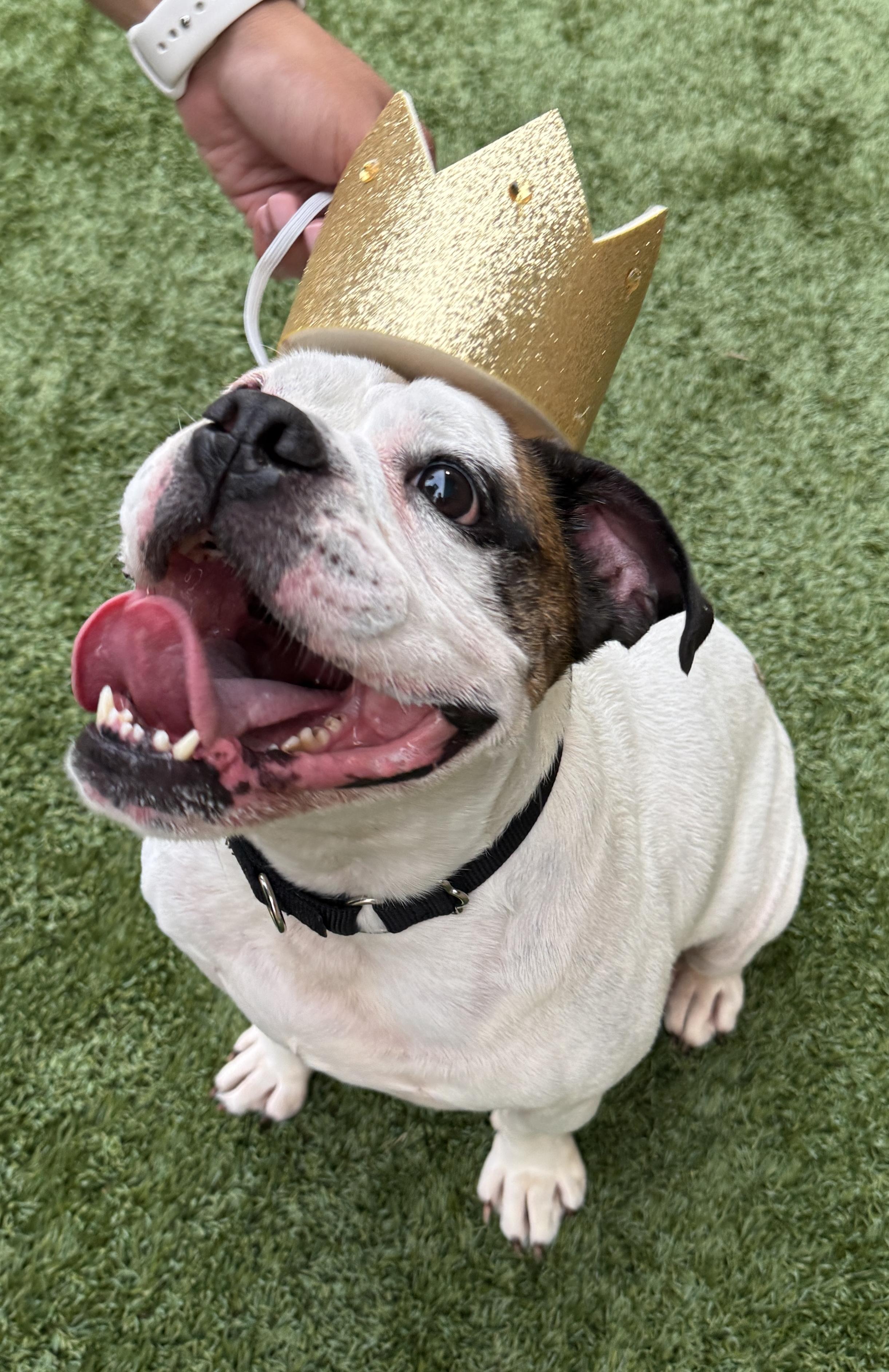 This is KING - Friendly medium bulldog mix - FIXED & HOUSEBROKEN!