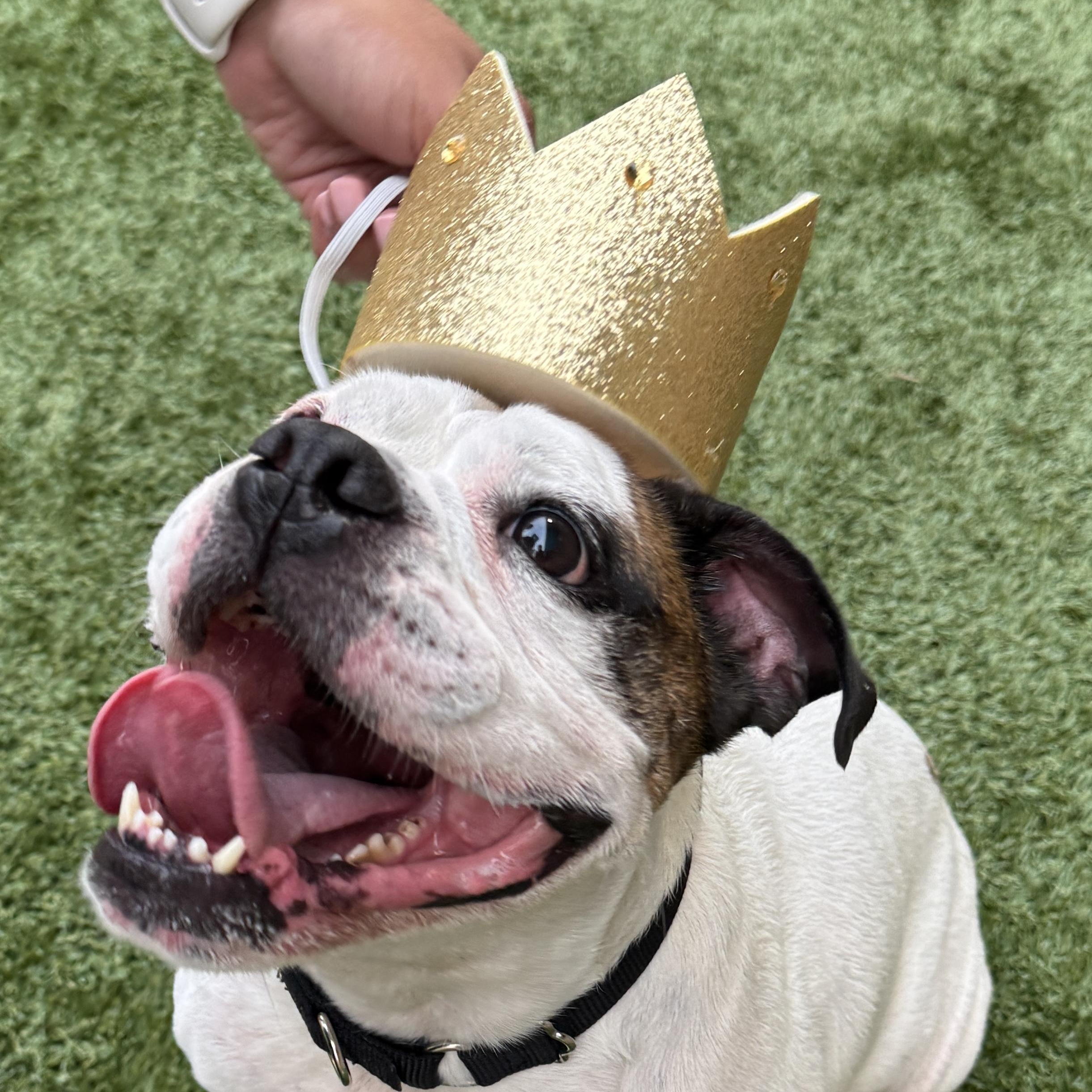 This is KING - Friendly medium bulldog mix - FIXED & HOUSEBROKEN!, a Adoptable mixed breed in Clifton, NJ image 3/6