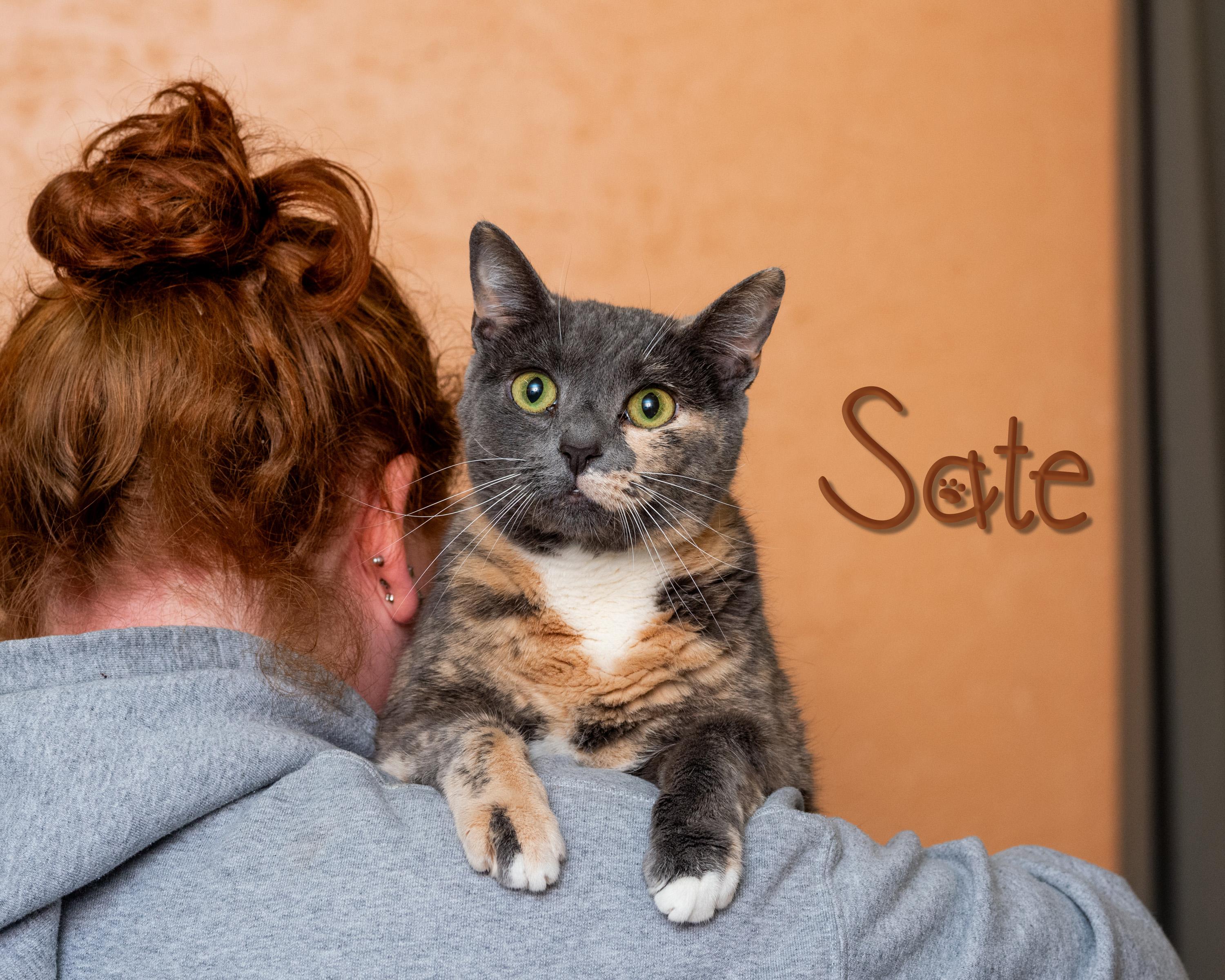 Sate, Adoptable, Adult Female Domestic Short Hair.