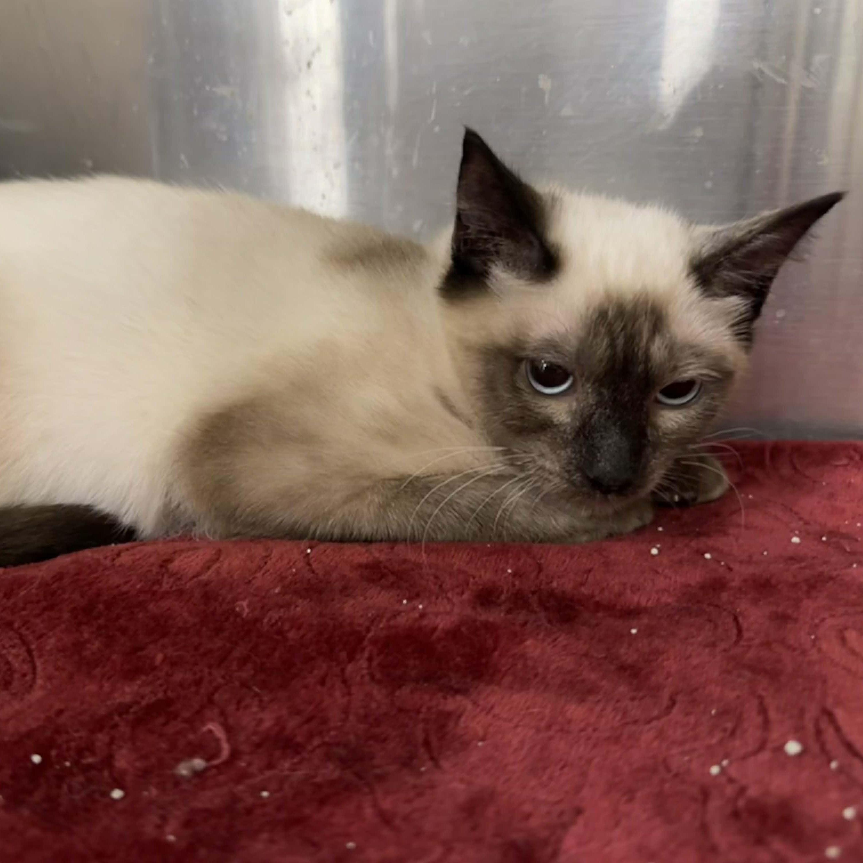 Kian, adopted, Kitten Male Siamese & Domestic Short Hair.